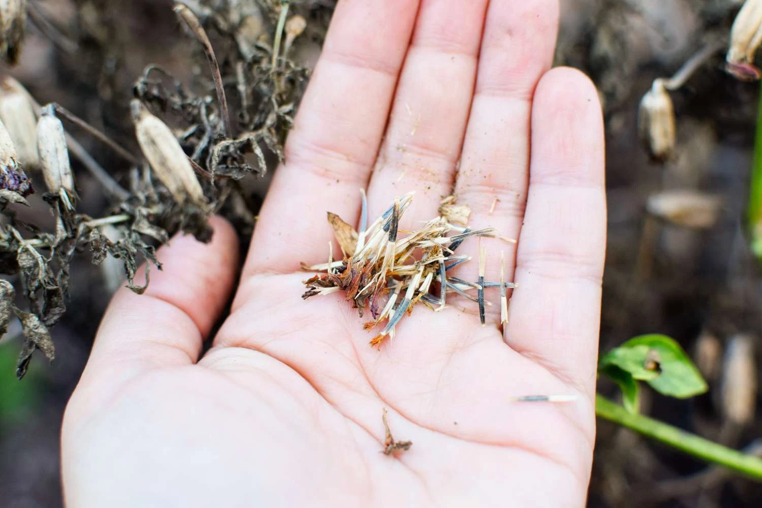 Marry Gold Seeds 0.5g Home Gardening - image 2