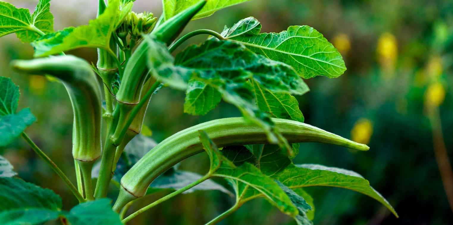 Okra M.I.5 Seeds බණ්ඩක්කා බීජ 25g - image 4