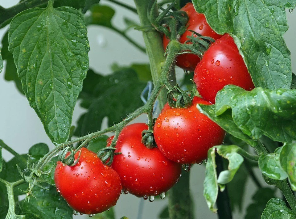Platinum 701 F1 Tomato Seeds - image 3