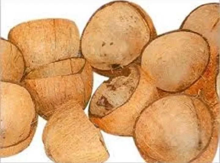 Natural Coconut Shells - Decorative & Pet Fun - image 2