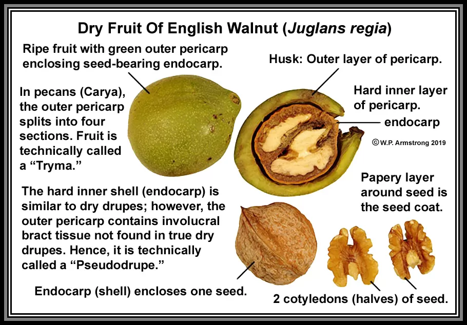 California Walnut 100g - image 2