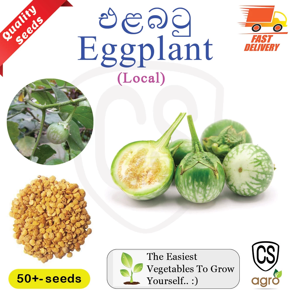 Brinjal Ela Batu Seeds