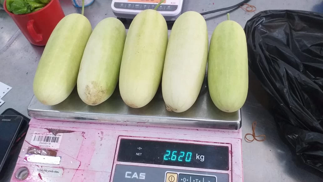 F1 Hybrid Ariso 777 Cucumber Seeds - image 2