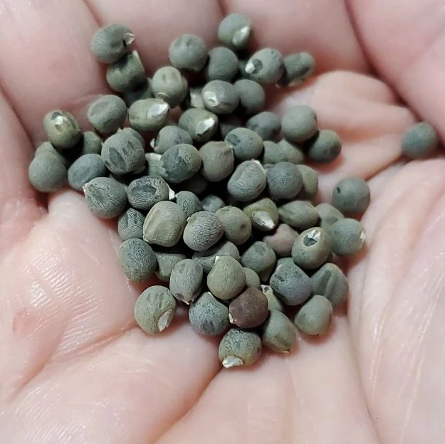Generic Jeewani F1 Hybrid Okra Seeds 10g - image 3