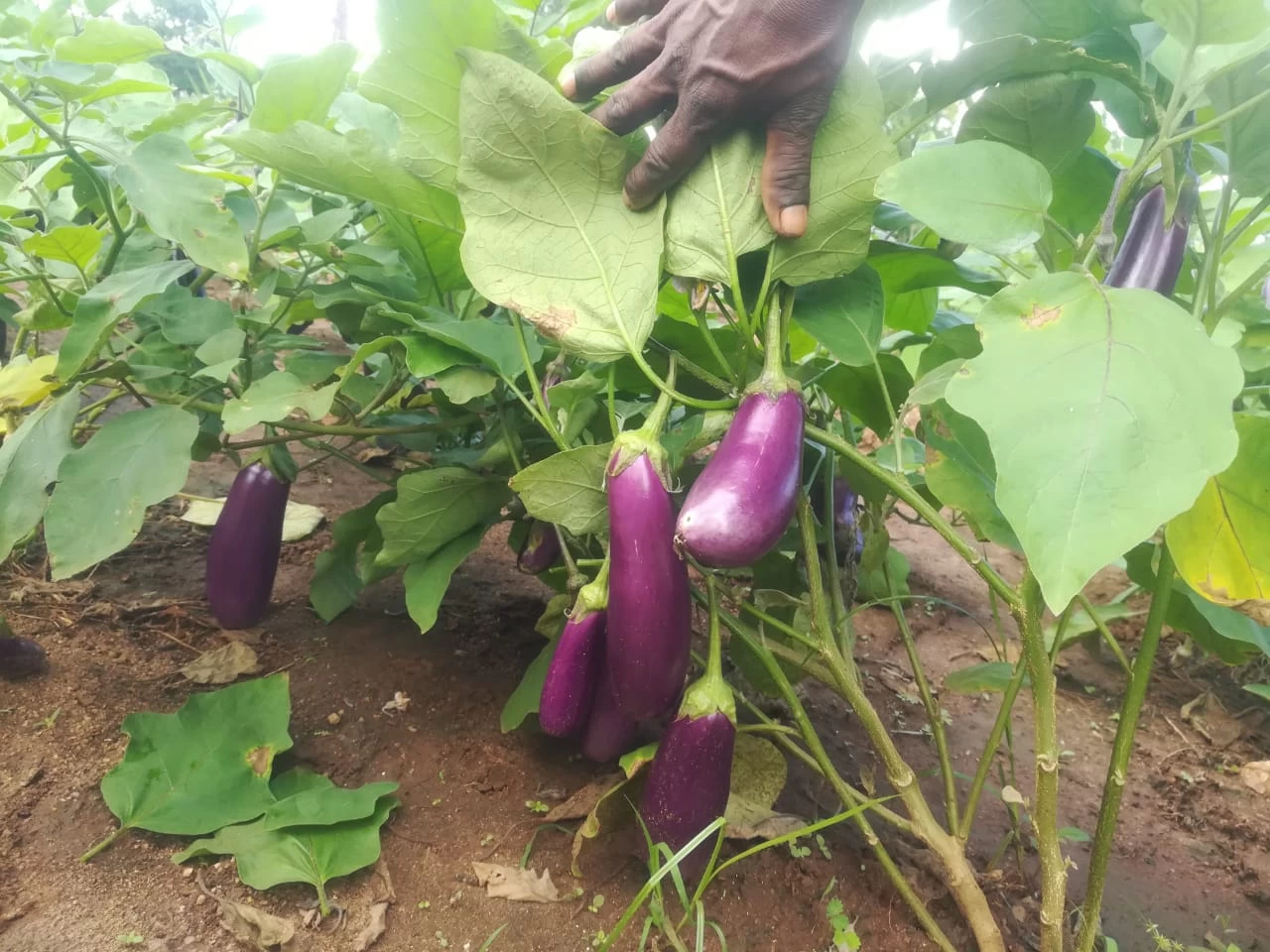 F1 Hybrid Purple Brinjal Seeds Eggplant - image 1