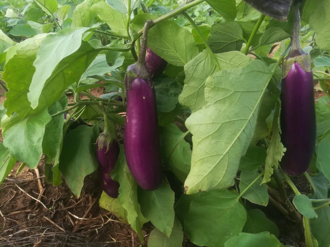 F1 Hybrid Purple Brinjal Seeds Eggplant - image 2