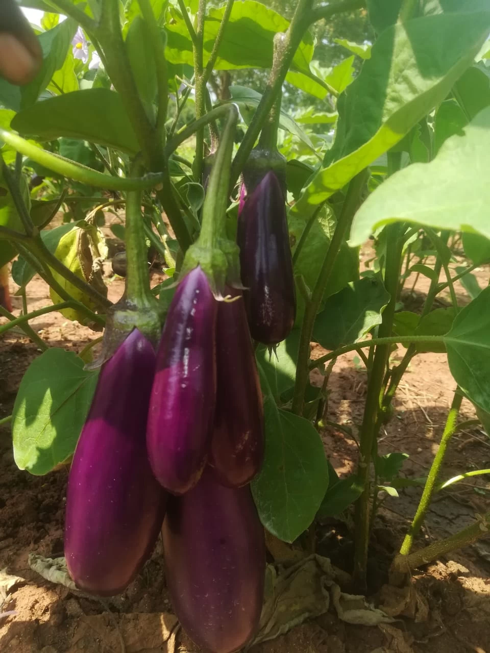 F1 Hybrid Purple Brinjal Seeds Eggplant - image 3