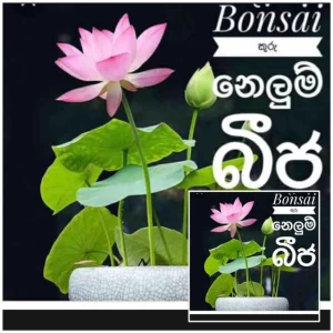 Generic Lotus seeds Home garden