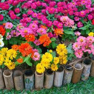 Zinnias Mix 8 Colours Seeds for Home Garden