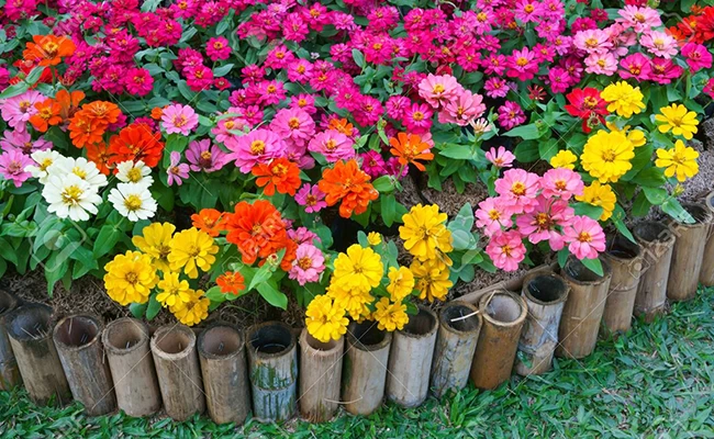Zinnias Mix 8 Colours Seeds for Home Garden - image 2