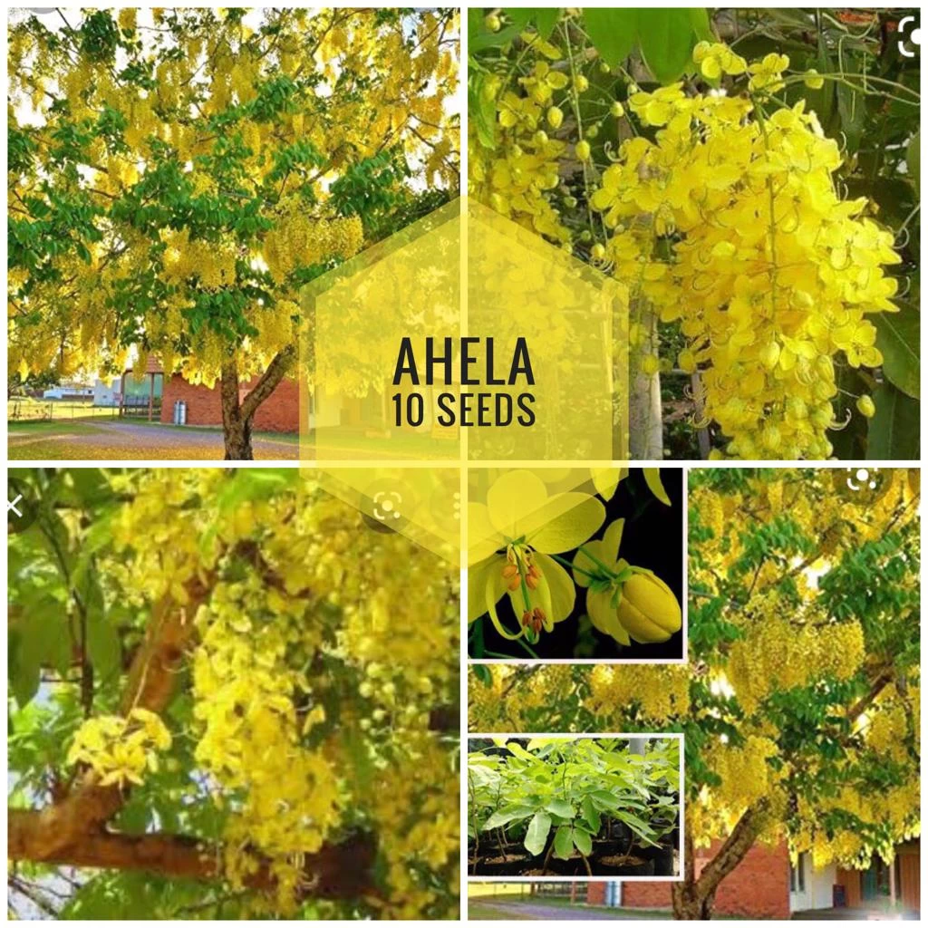Ahela 15 Seeds Flowers for Home Garden