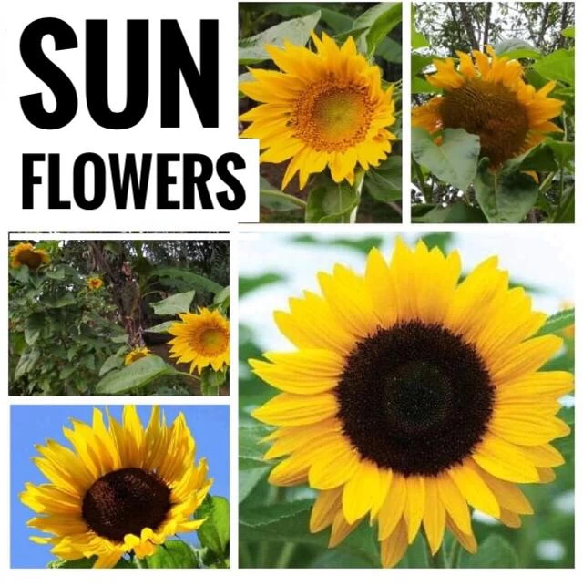 Generic Sunflower Seeds Home Garden 10 Seeds Pack