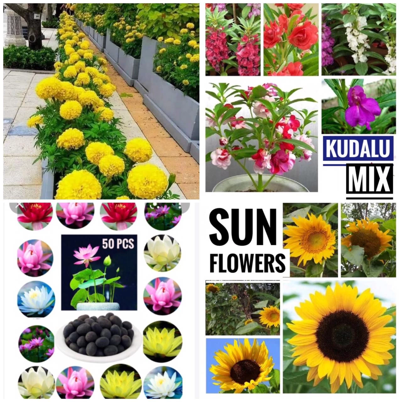 Variety Flowers Seeds Package Home Garden