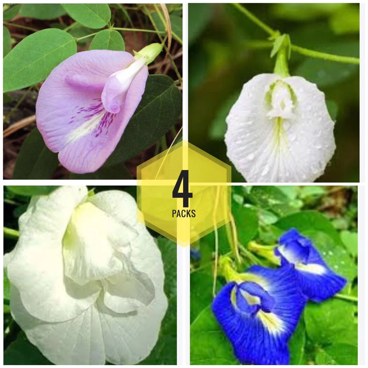Generic Katarolu Flowers Seeds Pack