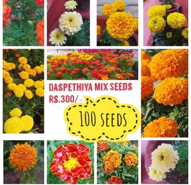 Generic Marigolds 100 Seeds Mix Colours