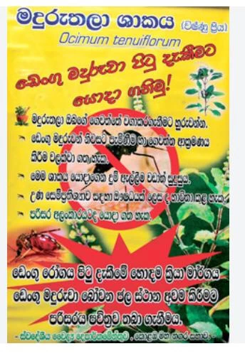 Thulsi Maduruthala Seeds 50 Seeds Pack - image 2