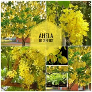 Ahela 15 seeds Flowers