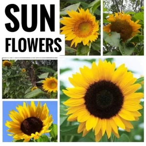Generic Sunflower Seeds Home Garden 10 Seeds Pack