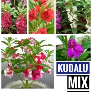 Generic Kudalu Seeds Mix Colours