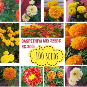 Generic Marigolds 100 Seeds Mix Colours