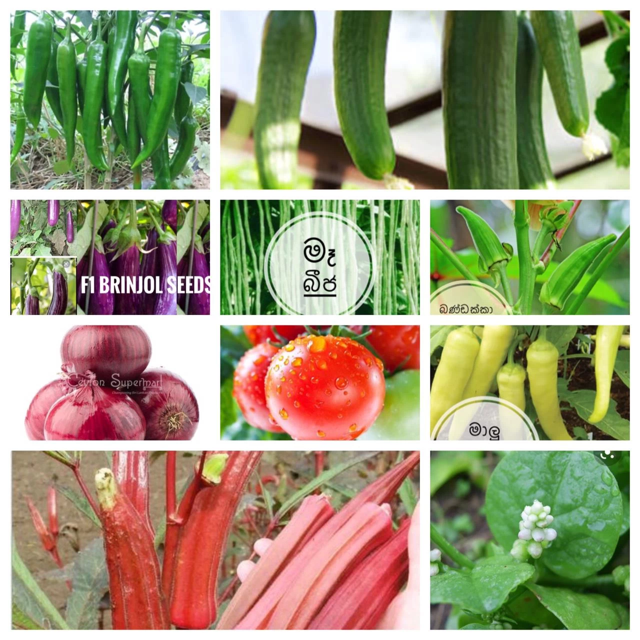 Generic 10 Seeds Pack Vegetable Variety