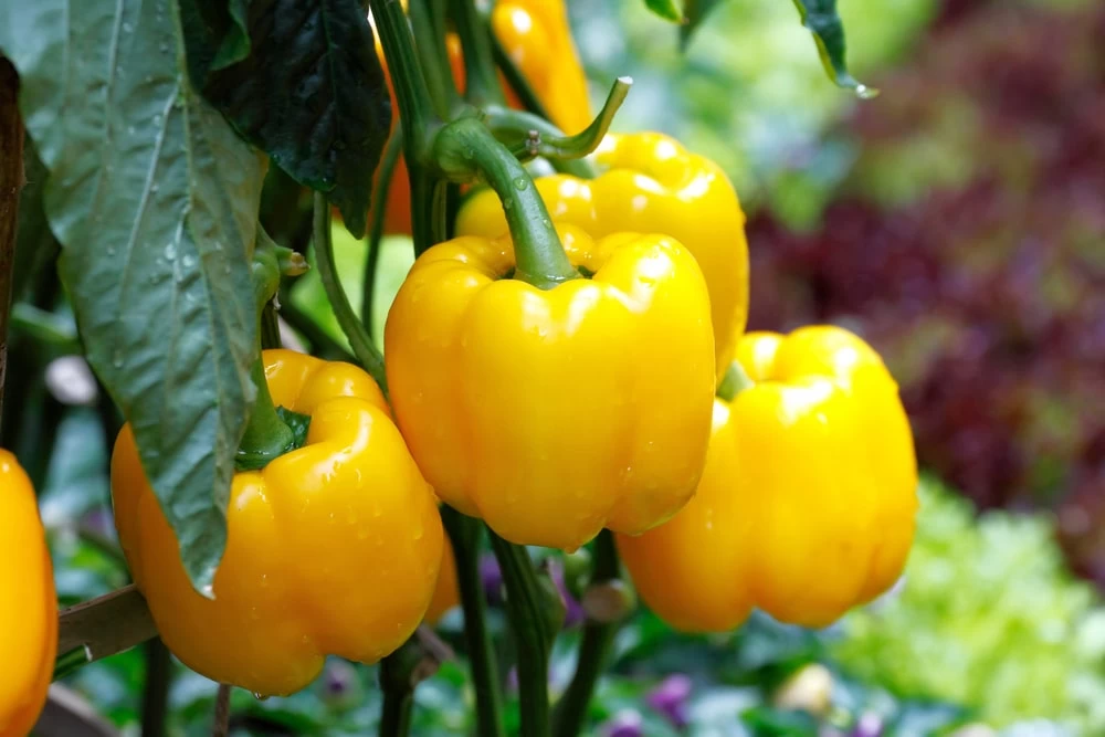 F1 Hybrid Bell Pepper Polaris Seeds 10