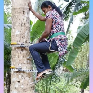 Buy Coconut Tree Rider
