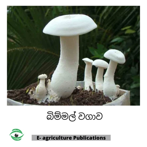 Mushroom Cultivation Sinhala PDF Guide