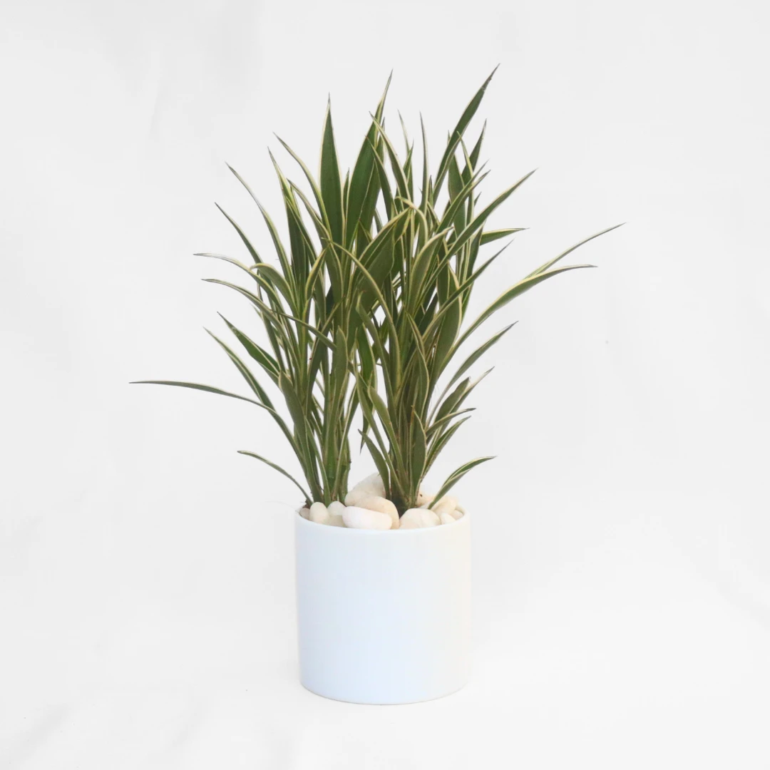 CERES plant with Ceramic Pot - Indoor Plant Décor