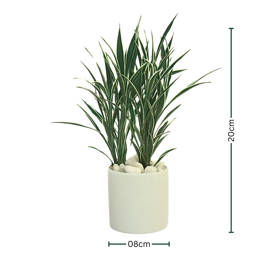 CERES plant with Ceramic Pot - Indoor Plant Décor - image 2