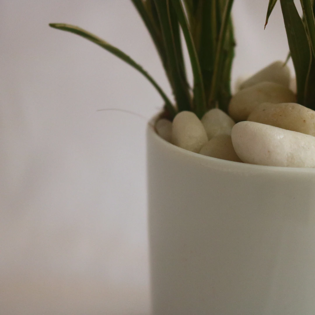CERES plant with Ceramic Pot - Indoor Plant Décor - image 3