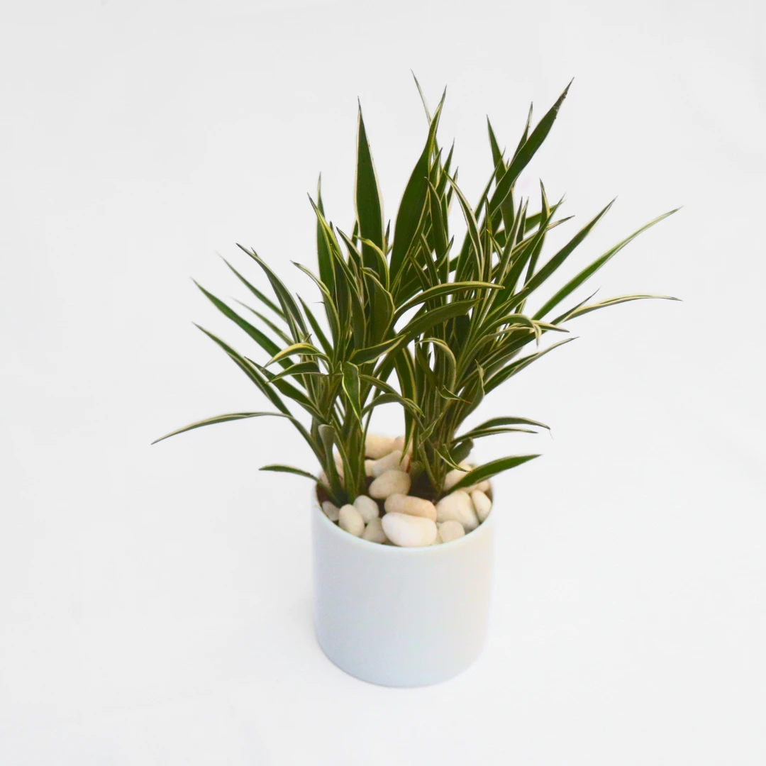 CERES plant with Ceramic Pot - Indoor Plant Décor - image 4