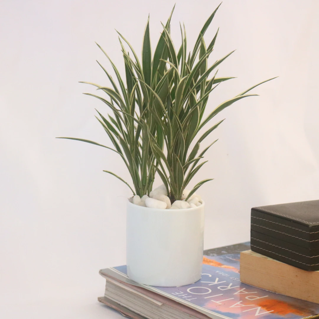 CERES plant with Ceramic Pot - Indoor Plant Décor - image 5