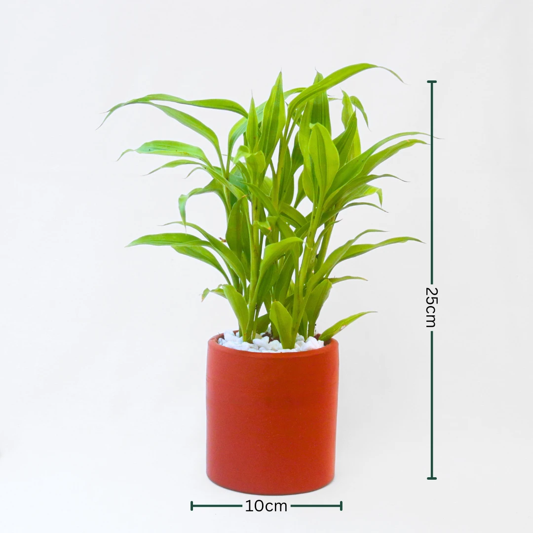 Golden lucky bamboo Plant with Clay Pot - Indoor Plant - image 2