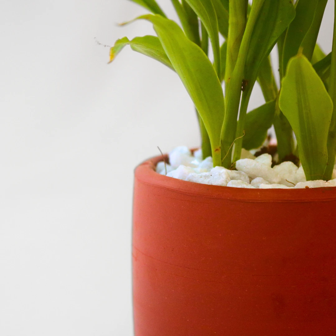 Golden lucky bamboo Plant with Clay Pot - Indoor Plant - image 3