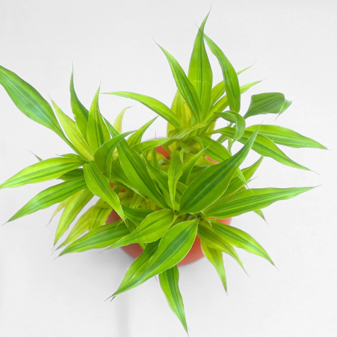 Golden lucky bamboo Plant with Clay Pot - Indoor Plant - image 4