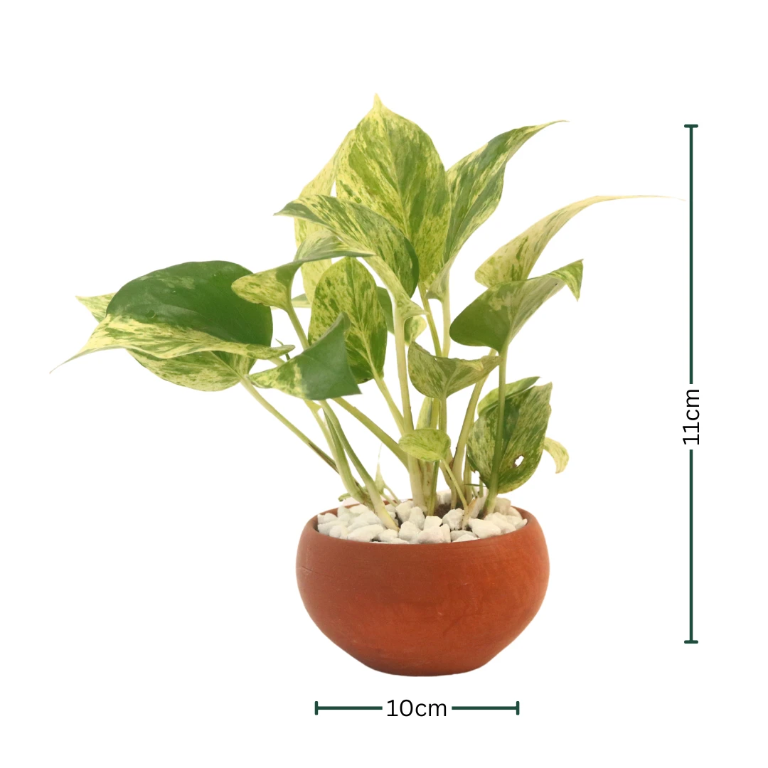 Morble queen potho Plant with Clay Pot Indoor Plant - image 2