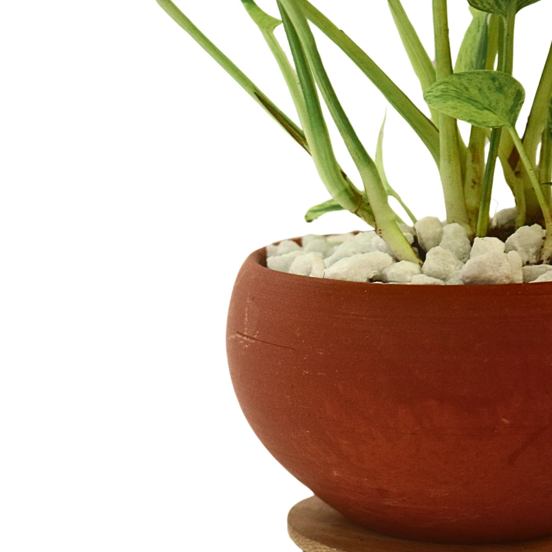 Morble queen potho Plant with Clay Pot Indoor Plant - image 3