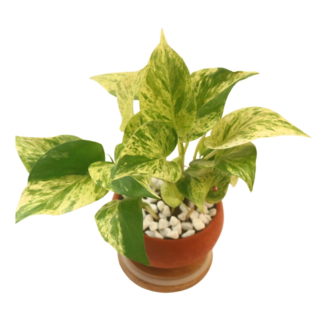 Morble queen potho Plant with Clay Pot Indoor Plant - image 4