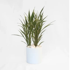 CERES plant with Ceramic Pot - Indoor Plant Décor
