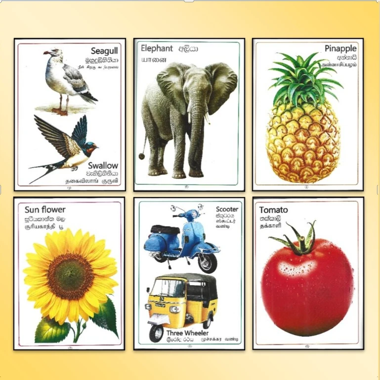 Generic Picture Books Series Trilingual Educational - image 3