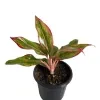 Aglaonema lipstick plant - image 2