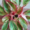Aglaonema lipstick plant - image 3