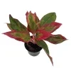 Aglaonema lipstick plant - image 4