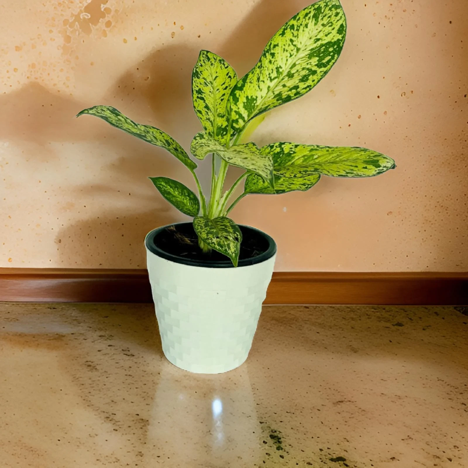 Aglaonema Spring Snow Plant With 20cm White Diamond Pot