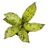 Aglaonema Spring Snow Plant With 20cm White Diamond Pot - image 2