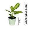 Aglaonema Spring Snow Plant With 20cm White Diamond Pot - image 3