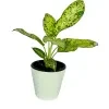 Aglaonema Spring Snow Plant With 20cm White Diamond Pot - image 4