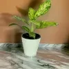 Aglaonema Spring Snow Plant With 20cm White Diamond Pot - image 5