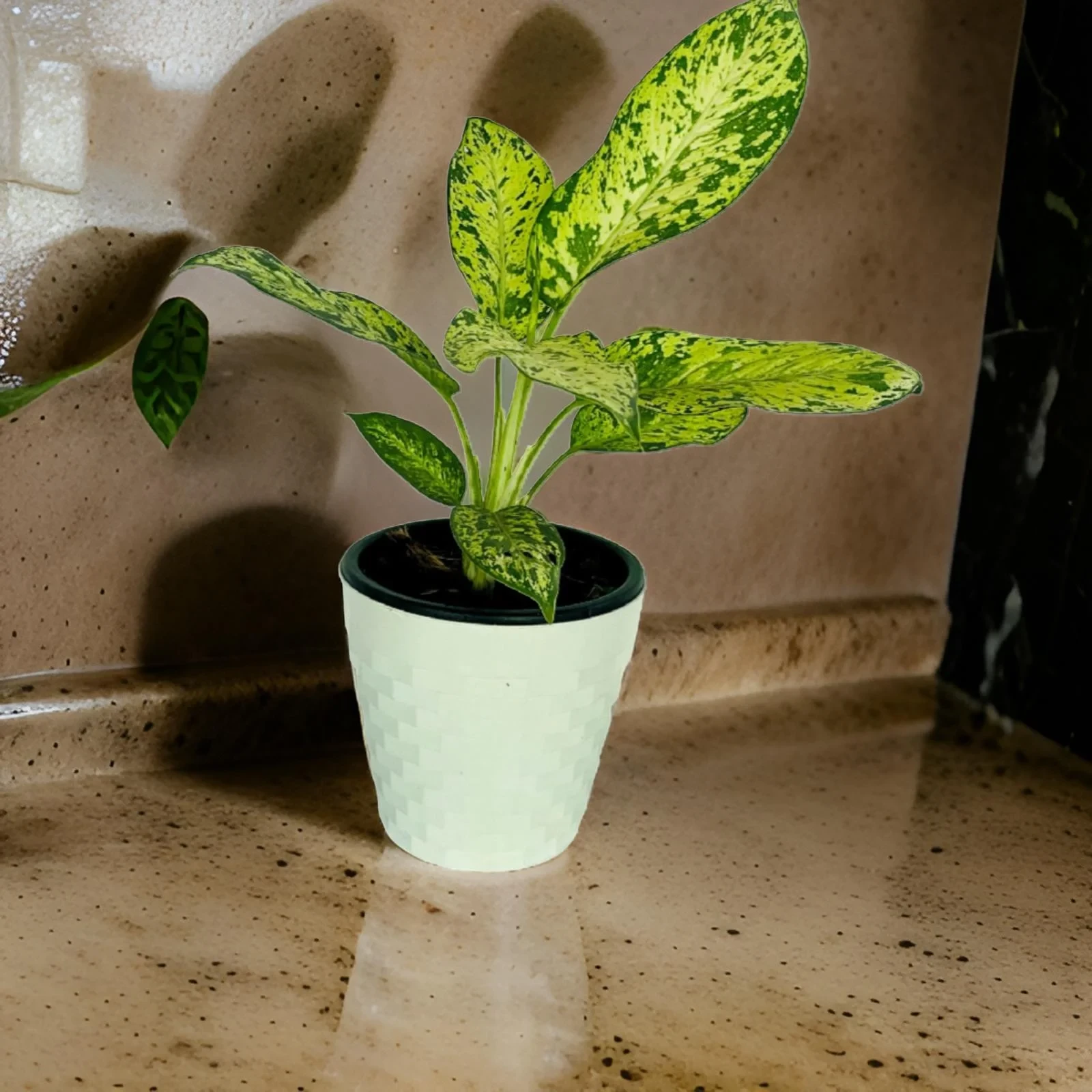 Aglaonema Spring Snow Plant With 20cm White Diamond Pot - image 6